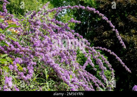 Springbrunnen-Schmetterlingsbusch, Buddleja alternifolia, die anmutig blühende Stämme im Garten an der Buddleja-Grenze kreist Stockfoto