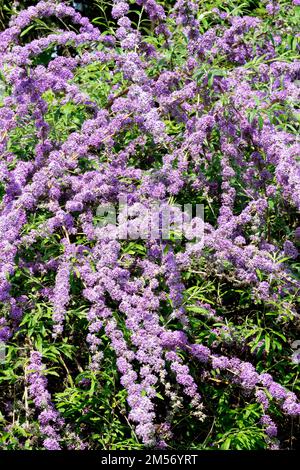 Buddleia alternifolia, Brunnen-Schmetterlingsbusch Stockfoto