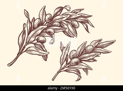 Gravierter Olivenzweig mit Früchten, Oliven und Blättern. Landwirtschaftliche reife Pflanzen oder Früchte. Vektor der Vintage-Skizze Stock Vektor