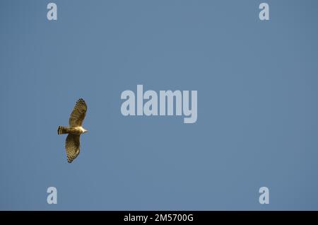 Graugesichtiger Bussard Butastur indicus im Flug. Shiretoko-Nationalpark. Halbinsel Shiretoko. Hokkaido. Japan. Stockfoto