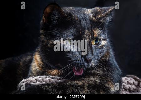 Weibliche Katze mit Calico-farbigen Pelzgähnen. Katze mit ausgestreckter Zunge. Stockfoto