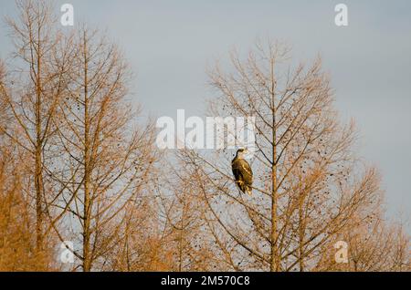 Junger Stellerscher Seeadler Haliaeetus pelagicus an einem Baum. Kiyosato. Hokkaido. Japan. Stockfoto