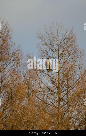 Junger Stellerscher Seeadler Haliaeetus pelagicus an einem Baum. Kiyosato. Hokkaido. Japan. Stockfoto