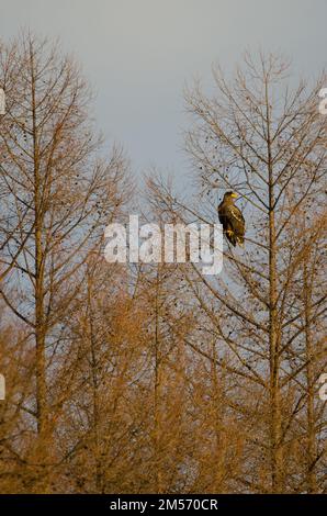 Junger Stellerscher Seeadler Haliaeetus pelagicus an einem Baum. Kiyosato. Hokkaido. Japan. Stockfoto
