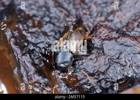 Aphodius erraticus Mistkäfer. Insekten in der Familie Scarabaeidae, häufig in Kuhfleischpastete gefunden. Stockfoto