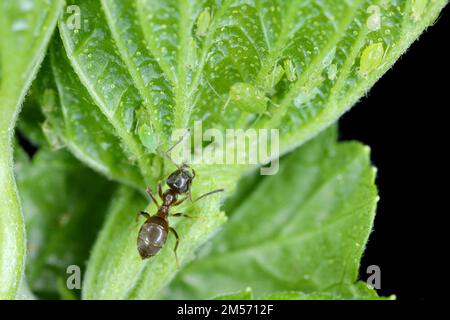 Rote Johannisbeere Blattläuse Cryptomyzus ribis auf Blatt. Eine Ameise, die eine Kolonie Blattläuse pflegt. Stockfoto