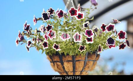 Lila Petunien hängen in einer Vase vor dem Haus. Stockfoto