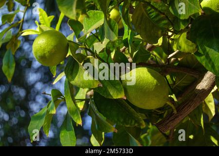 Von unten wachsen unreife Zitronen inmitten grüner Blätter auf Baumzweigen am Sommertag im Garten Stockfoto