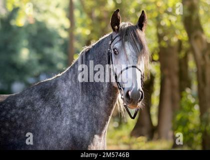 Porträt eines grauen Pferdes. Nahaufnahme. Ein Vollblüterpferd der Rasse Oryol Trotter. Im Sommer im Freien. Sportpferd. Trabrennen. Kabelbaum rac Stockfoto