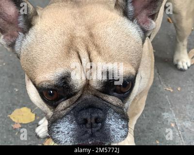 Porträt einer traurigen französischen Bulldogge Stockfoto