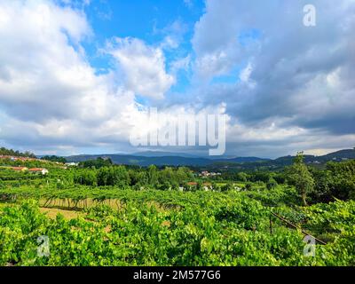 Grüne Landschaft mit Weinbergen im Douro-Tal, blauer Himmel mit Wolken, Porto, Portugal Stockfoto