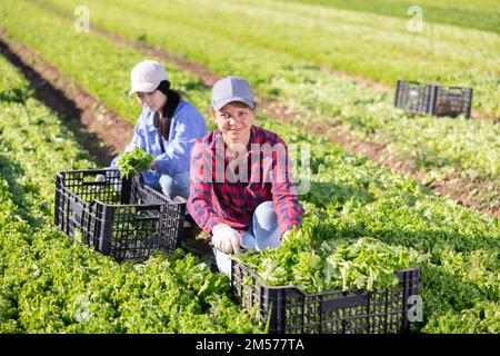 Zwei Gärtnerinnen ernten grünen Salat auf dem Feld Stockfoto