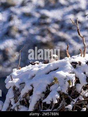 Eine Osprey-Tussi wartet im Schnee auf Besuch seiner Eltern. Stockfoto
