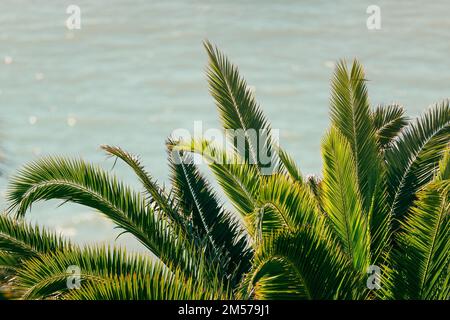 Eine Nahaufnahme von Palmenblättern, die vor einer ruhigen Meereslandschaft gefangen wurden Stockfoto