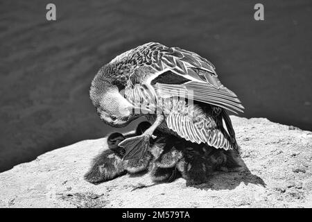 Eine Mutterente, die ihre Enten vor der Sonne schützt Stockfoto