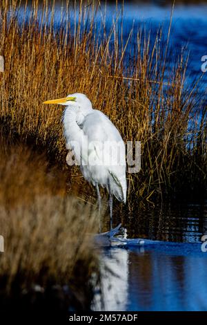 Eine vertikale Nahaufnahme eines östlichen Großeiers, der ardea alba Modesta, steht am Rasen am Seeufer Stockfoto
