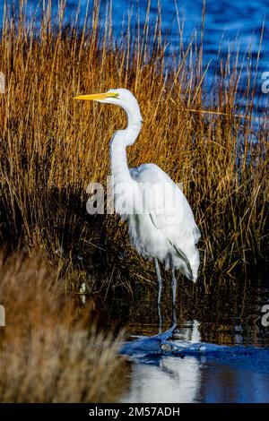 Eine vertikale Nahaufnahme eines östlichen Großeiers, der ardea alba Modesta, steht am Rasen am Seeufer Stockfoto
