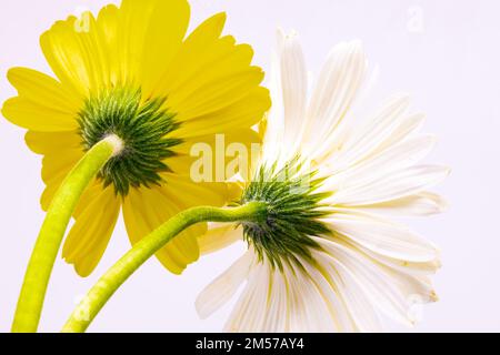 Bild von Gerbera-Blumen mit Stielen, leuchtenden Farben und weißem Hintergrund Stockfoto