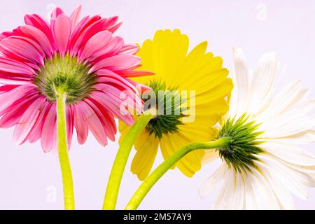Bild von Gerbera-Blumen mit Stielen, leuchtenden Farben und weißem Hintergrund Stockfoto