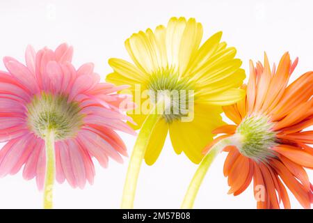 Bild von Gerbera-Blumen mit Stielen, leuchtenden Farben und weißem Hintergrund Stockfoto