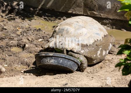 Im Fort Wayne Children's Zoo in Fort Wayne, Indiana, USA, wird eine schlammige Aldabra Giant Schildkröte zu Abend gegessen. Stockfoto