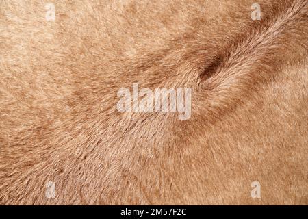 Weiche Textilien mit kurzem braunem Flor oder Fell, mit natürlichem Wirbel. Nahaufnahme von einfarbigem, künstlichem Tierpelzhintergrund, Plüsch oder Fleece. Das Konzept des strukturierten Hintergrunds. Stockfoto