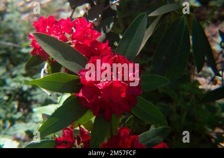 Eine Nahaufnahme von zwei roten Rhododendron-Präsidenten Roosevelt Blumen mit grünen Blättern im Garten Stockfoto