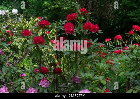 Ein Fleck roter Rhododendron-Präsident Roosevelt Blumen mit grünen Blättern im Garten Stockfoto