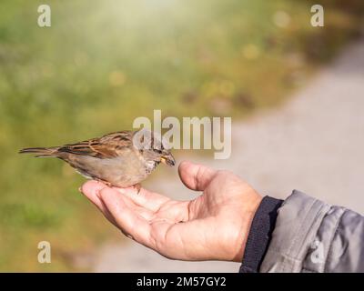 Eine Frau füttert Sperling aus ihrer Handfläche. Ein Vogel sitzt auf der Hand einer Frau und isst Samen. Tierpflege im Herbst oder Winter. Stockfoto