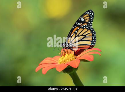 Seitenprofil des weiblichen Monarch Butterfly, der während der Herbstwanderung in Kanada auf Pollen von mexikanischen Sonnenblumen sitzt und sich ernährt Stockfoto