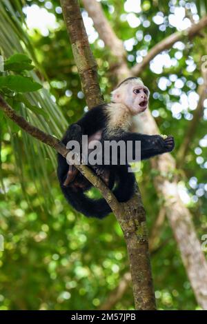 Kapuzineraffe (Weißgesicht) im Manuel Antonio Nationalpark in Costa Rica Stockfoto