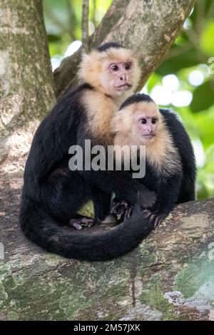 Kapuzineraffe (Weißgesicht) im Manuel Antonio Nationalpark in Costa Rica Stockfoto