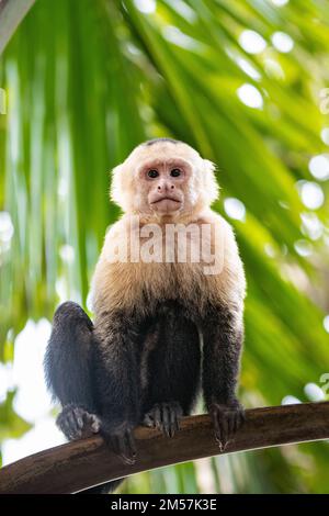 Kapuzineraffe (Weißgesicht) im Manuel Antonio Nationalpark in Costa Rica Stockfoto