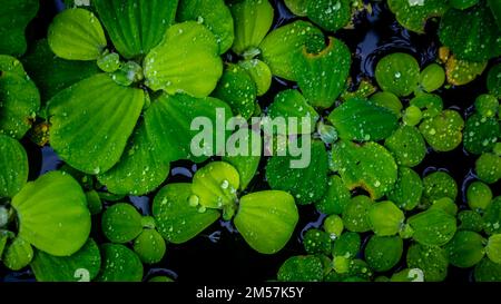 Pistia Stratiotes, die auf dem Wasser schwimmen Stockfoto