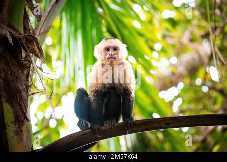 Kapuzineraffe (Weißgesicht) im Manuel Antonio Nationalpark in Costa Rica Stockfoto