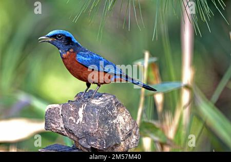 Ein männlicher Kastanienbauch-Felsen (Monticola rufiventris) hoch oben auf einem kleinen Felsen im Wald im Norden Thailands Stockfoto