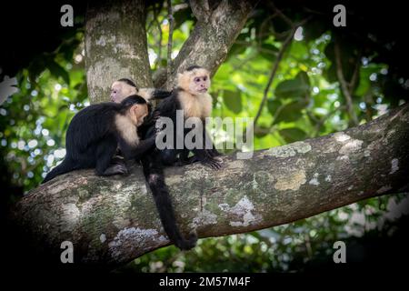 Kapuzineraffe (Weißgesicht) im Manuel Antonio Nationalpark in Costa Rica Stockfoto