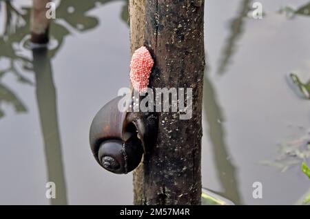 Eine goldene Apfelschnecke (Pomacea canaliculata), die Eier auf einem Bambuspfahl in einem Kanal in Zentralthailand legt Stockfoto