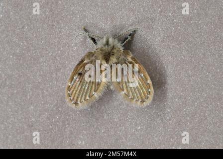 Nahaufnahme einer Mothfly (Clogmia albipunctata), die auf einer Badezimmerwand in Thailand ruht Stockfoto