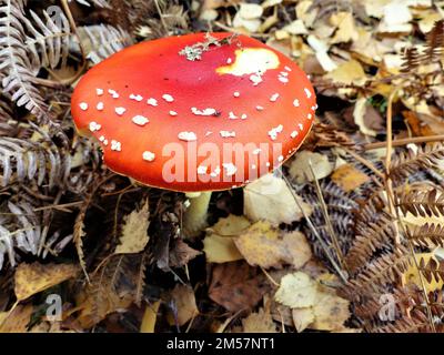 amanita-Pilze auf Birmingham UK Stockfoto