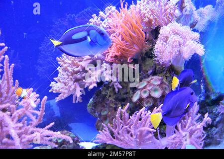 Korallen und Fische Stockfoto