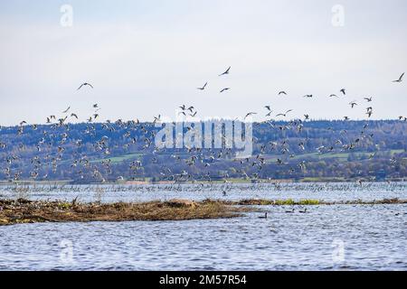 Eine Schar schwarzer Möwen, die auf einer Insel in einem See fliegen Stockfoto
