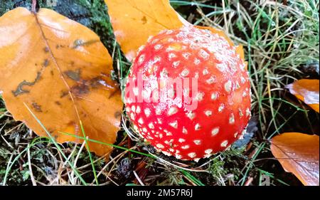 amanita-Pilze auf Birmingham UK Stockfoto