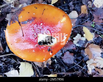 amanita-Pilze auf Birmingham UK Stockfoto