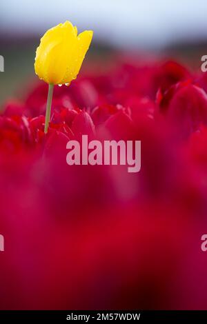 Gelbe Tulpe in einem Feld roter Tulpen Stockfoto
