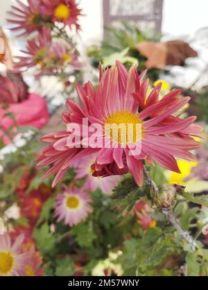 Wunderschöne rosa und gelbe Chrysanthemen im Garten Stockfoto