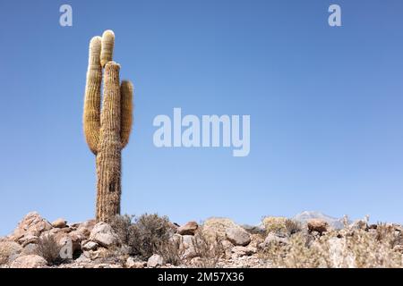 Kakteen in der Atacama-Wüste - Echinopsis atacamensis sind riesige Kakteen, typisch für die Flora in Nordchilen Stockfoto