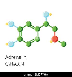 Adrenalin, Adrenalin, Epinephrin-Hormon-Strukturchemikalie isoliert auf weißem Hintergrund. Cartoon-Vektordarstellung im flachen Stil. Stock Vektor