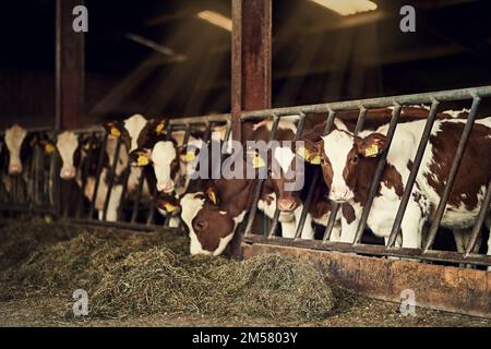 Solange es Heu gibt, waren wir glücklich. Eine Gruppe von Kühen, die in einem Stall stehen. Stockfoto