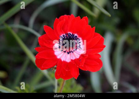 Zweifarbige Anemone-Blütenpflanze mit vollständig offener Blüte aus rot-weißen Septalen und Basalblättern mit gezahnten Blatträndern Stockfoto